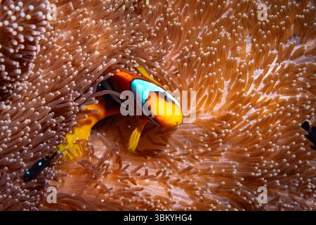 Ein Clownfisch ist in den Tentakeln einer Meeresanemone eingebettet und sucht Schutz und Zuflucht in einer symbiotischen Beziehung. Stockfoto