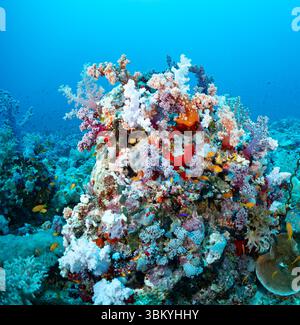 Ein lebendiges Korallenriff voller Leben, das die Schönheit und Artenvielfalt des Unterwasser-Ökosystems zeigt. Stockfoto