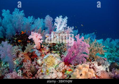 Ein lebendiges Korallenriff voller Leben, mit weichen Korallen in Rosa- und Weißtönen und kleinen Fischen, die zwischen den Korallenstrukturen schwimmen und die Biodiversität und Schönheit der Unterwasserökosysteme demonstrieren. Stockfoto