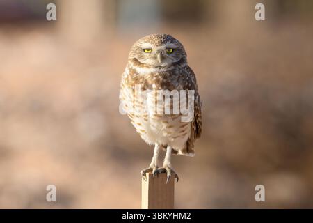 Die Grabungeule starrt Stockfoto