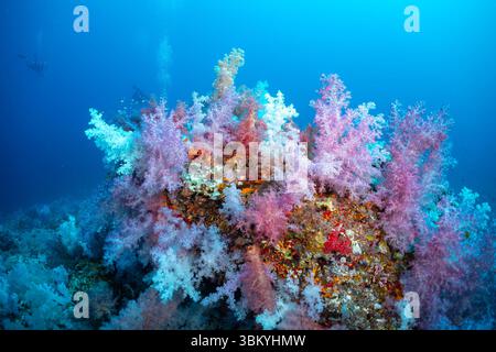 Eine lebendige Unterwasserszene zeigt ein farbenfrohes Korallenriff voller Leben, darunter weiche Korallen in Rosa, weiß und Orange, während ein Taucher im Hintergrund die Schönheit und Artenvielfalt des Ozeanökosystems erforscht. Stockfoto