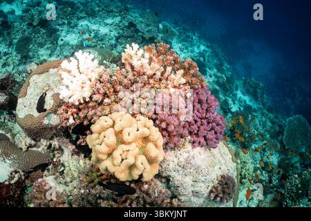 Ein lebhaftes Korallenriff voller Leben, in dem eine Vielzahl von bunten Korallen und kleinen Fischen herumschwimmen und die Schönheit und Artenvielfalt der Unterwasserökosysteme hervorheben. Stockfoto