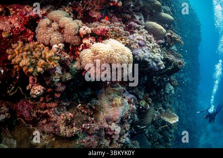 Ein Taucher erkundet ein pulsierendes Korallenriff und beobachtet die vielfältige Unterwasserwelt und farbenfrohe Formationen. Stockfoto