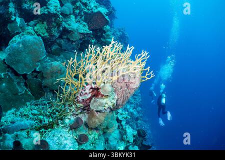 Zwei Taucher erkunden ein pulsierendes Korallenriff und beobachten die vielfältige Unterwasserwelt und Unterwasserlandschaften. Stockfoto