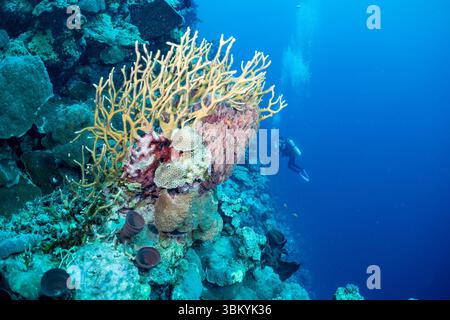 Ein Taucher erkundet ein pulsierendes Korallenriff und beobachtet die vielfältige Unterwasserwelt und komplizierte Formationen. Stockfoto