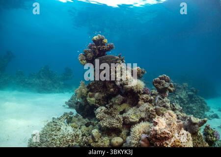 Ein lebendiges Korallenriff voller Leben, das die Schönheit und Artenvielfalt des Unterwasser-Ökosystems zeigt. Stockfoto
