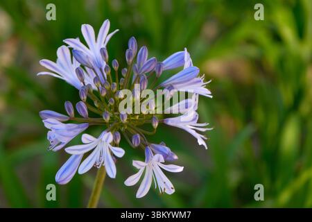 Lily vom Nil in Blüte im Süden Portugals Stockfoto
