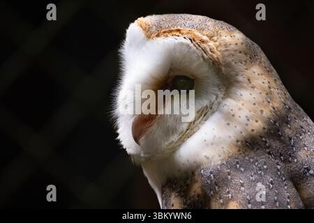 Nahaufnahme Porträt der Scheuneneule (Tyto furcata) Stockfoto