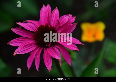 Nahaufnahme der blühenden Echinacea purpurea, fotografiert im Juni im Basildon Garden, England. Stockfoto