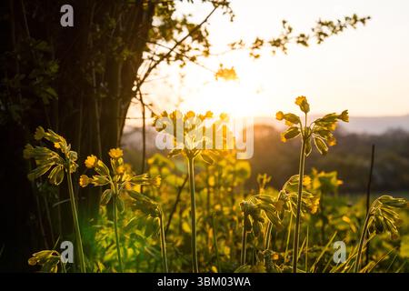 Cowslips, Primula veris, beleuchtet vom Sonnenuntergang, Frühling in der englischen Landschaft Stockfoto