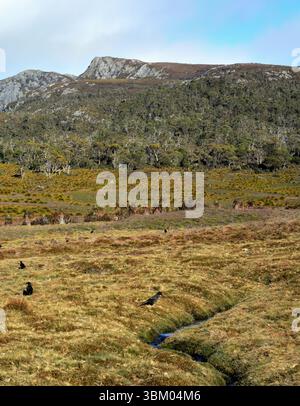 Wunderschönes Porträt im Cradle Mountain National Park, Tasmanien, der einen schwarzen Currawong-Vogel im Vordergrund neben einem Bach zeigt Stockfoto