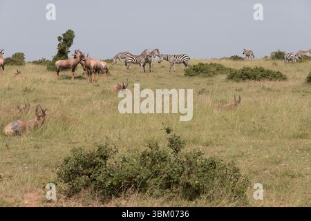 Afrika, Kenia, Masai Mara National Reserve. Stockfoto