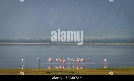 Afrika, Tansania, Ngorongoro Conservation Area. Größere Flamingos spiegeln sich im See. Stockfoto