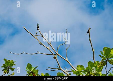 Zwei kleine asiatische Glossy Starling Vögel sitzen in der Nähe eines Baumes, umgeben von leuchtend grünen Blättern und Ästen. Stockfoto