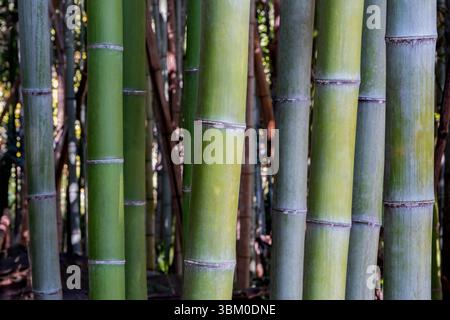 Sagano Bambuswald, Arashiyama, Kyoto, Japan Stockfoto