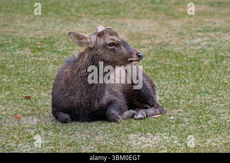 Wilde sika-Hirsche im Nara Park, Nara, Japan Stockfoto