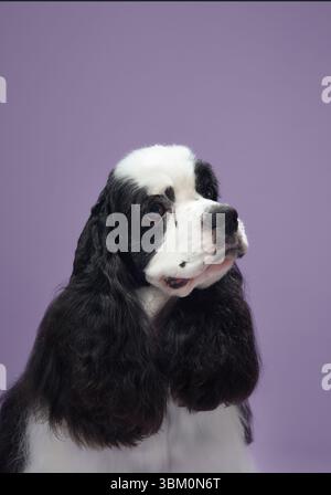 Seitenprofil eines amerikanischen Cocker Spaniel mit violettem Hintergrund. Das fließende Hundefell und der zusammengesetzte Look sind wunderschön erfasst. Stockfoto