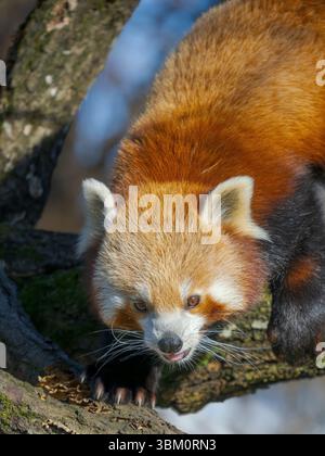Roter Panda oder kleiner Panda klettern in einem Baum im Zoo Hellabrunn in München. Deutschland, München Stockfoto