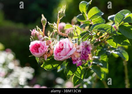 Ansammlung von rosa Damaszener Rosen Rosa x Damaskenrosen „Ispahan“ mit Knospen und verblassenden Blüten im Sommerlicht, aus nächster Nähe in einem Donegal-Garten. Stockfoto