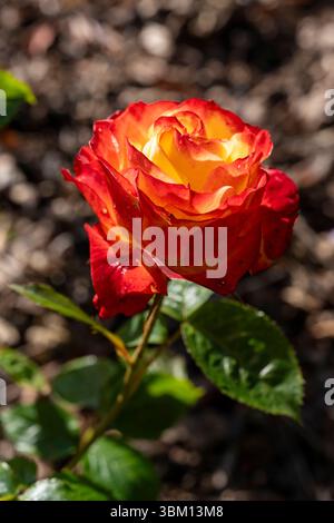 Hochzentrierte gelbe Rose mit scharlachroten Rändern, Hybridtee „Tequila Sunrise“, frisch nach Regen mit Laub und Mulchhintergrund in einem Donegal-Garten. Stockfoto