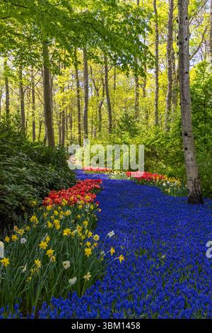 Bunte Streifen aus Traubenhyazinthen, Tulpen und Narzissen blühen im Frühling in den Keukenhof Gardens, Süd-Holland, Niederlande Stockfoto