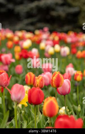 Bunte Tulpen blühen im Frühling in Finnland. Die Tulpen blühen in verschiedenen Farben, einige Bäume im Hintergrund. Viele Rot- und Gelbtöne. Stockfoto