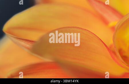 USA, Indiana, Carmel. Selektive Nahaufnahme orangener Dahlienblätter. Stockfoto