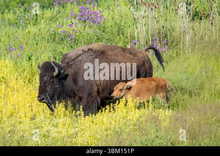 USA, Montana, Dixon. National Bison Range, Bisons Frühlingskuh mit Kalb Stockfoto