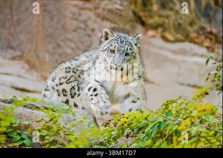 USA, Utah. Als Gefangener Schneeleopard, Hogle Zoo, ist diese vom Aussterben bedrohte Katze in den Bergen Zentralasiens heimisch Stockfoto