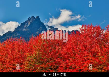 USA, Bundesstaat Washington. Darrington Ahornbäume in Herbstfarbe in den Washington Cascade Mountains Stockfoto