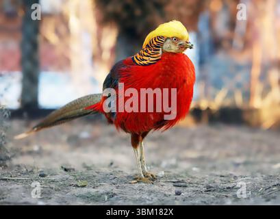 Goldener Fasan. Chinas einzigartiger Ziervogel. Chinesischer Fasan (Chrysolophus pictus). Stockfoto