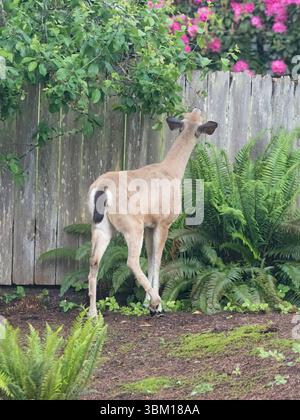 Washington State, Redmond. Schwarzschwanzhirsche, Stadtretwild mit einem verletzten Hinterbein, das auf Birnenblättern wühlt Stockfoto