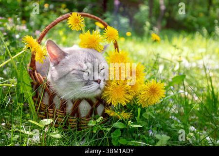 Lustige Katze liegt in einem Korb auf dem Gras mit Löwenzahn. Die Katze genießt den Sommer Stockfoto