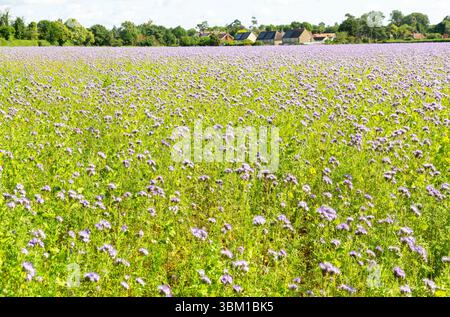 Lacy Phacelia, Phacelia tanacetifolia, blühend auf Ackerflächen, die als Gründünger genutzt werden, Sutton, Suffolk, England, Vereinigtes Königreich Stockfoto