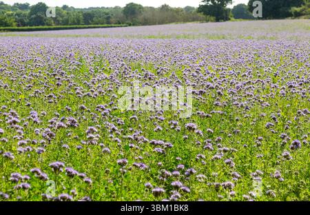 Lacy Phacelia, Phacelia tanacetifolia, blühend auf Ackerflächen, die als Gründünger genutzt werden, Sutton, Suffolk, England, Vereinigtes Königreich Stockfoto