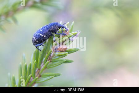 Hylobius abietis an einem Fichtenkeimling Stockfoto