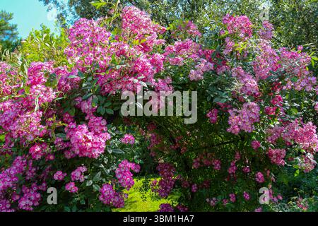 Ueppig bewachsener Rosenbogen in einem Rosengarten in Ettenbühl. Die dunkelrosa Blueten mit weissem Auge der Strauchrose mit Namen Mozart wachsen in dichten Buescheln den ganzen Sommer ueber bis in den Herbst hinein. *** Üppiger Rosenbogen in einem Rosengarten in Ettenbüehl die dunkelrosa Blüten mit einem weißen Auge der Strauchrose Mozart wachsen den ganzen Sommer über und bis in den Herbst hinein in dichten Clustern Stockfoto