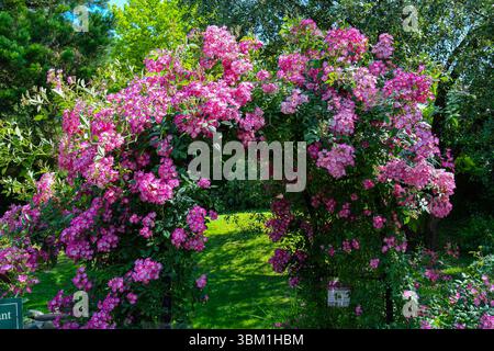 Ueppig bewachsener Rosenbogen in einem Rosengarten in Ettenbühl. Die dunkelrosa Blueten mit weissem Auge der Strauchrose mit Namen Mozart wachsen in dichten Buescheln den ganzen Sommer ueber bis in den Herbst hinein. *** Üppiger Rosenbogen in einem Rosengarten in Ettenbüehl die dunkelrosa Blüten mit einem weißen Auge der Strauchrose Mozart wachsen den ganzen Sommer über und bis in den Herbst hinein in dichten Clustern Stockfoto