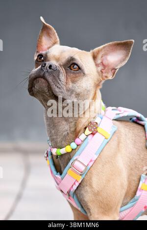 Porträt eines französischen Bulldoggen mit langer gesunder Nase, der ein Y-förmiges Hundegeschirr und eine Halskette vor der grauen Wand trägt Stockfoto