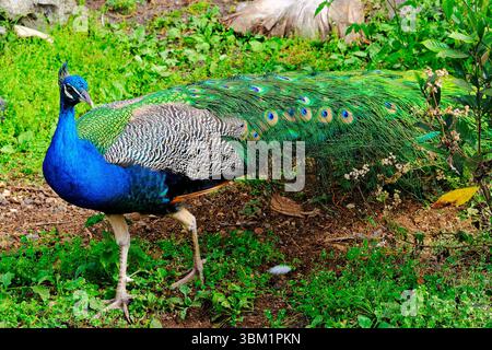 Ein farbenfroher Pfau mit den Schwanzfedern unten Stockfoto