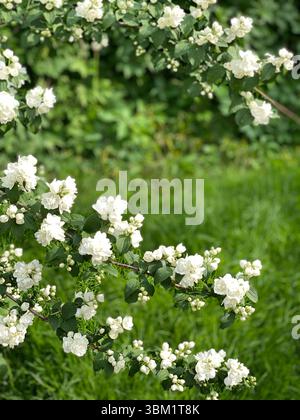 Weiße Jasminblüten zwischen üppig grünen Blättern schaffen einen frischen Sommergarten Hintergrund Stockfoto