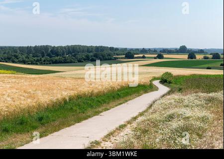 Leefdaal Belgien Juni 2025 Flämisch Brabant Land. Ein Radweg schlängelt sich durch die sanft hügelige belgische Landschaft zwischen Brüssel und Leuven mit goldenen Weizengarben auf der einen Seite und Kamille auf der anderen Seite. Fietspad, Vlaams Brabant, Landschaft, Landschap, Sommer, Bauernhof, Landwirtschaft, Felder, Ackerbau, Entfernung, Zukunft, Hügel, heuvelachtig, Stockfoto