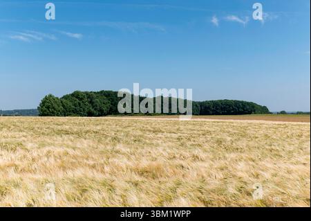 Leefdaal Belgien Juni 2025 Flämisch Brabant Land. Unter azurblauem Himmel wachsen die Weizenschollen im Sommer unter der Sonne Golden. In der Ferne prägen Bäume eines Waldes die Landschaft. Vlaams Brabant, Landschaft, Landschap, Sommer, Bauernhof, Landwirtschaft, Felder, Ackerbau, Entfernung, Zukunft, Hügel, heuvelachtig, Stockfoto