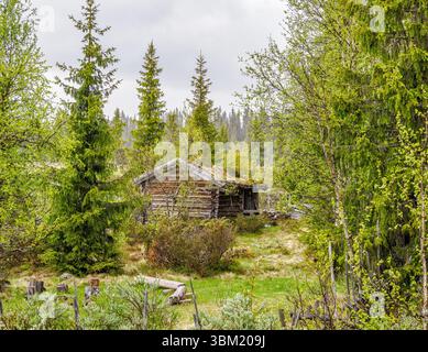 Rustikale Holzhütte in gemischten Nadel- und Birkenwäldern der Region Valdres in Zentralnorwegen Stockfoto