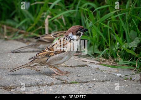 Baumsperling, Passer montanus, sammelt Nestmaterial Stockfoto