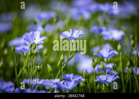 Eine Nahaufnahme von linum usitatissimum, allgemein bekannt als Flachs oder Leinsamen, mit einer geringen Tiefe des Feldes Stockfoto