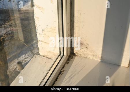 Helles Sonnenlicht strömt durch das Fenster und setzt dicke schwarze Schimmelkolonien frei, die an Hängen im Inneren wachsen. Licht steht im Kontrast zu ungesunden Pilzmustern Stockfoto