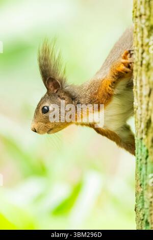 Europäisches Rotes Eichhörnchen, eurasisches Rotes Eichhörnchen (Sciurus vulgaris), klettern einen Baumstamm hinunter und schauen sich um, Deutschland, Bayern Stockfoto