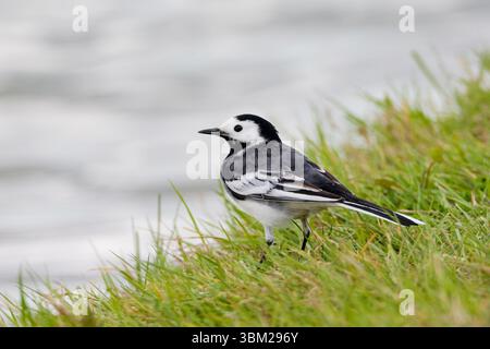 rattenbachtel, Rattenbachtel (Motacilla alba yarrellii, Motacilla yarrellii), hoch am Wasser auf Gras, Seitenansicht, Italien, Toskana Stockfoto