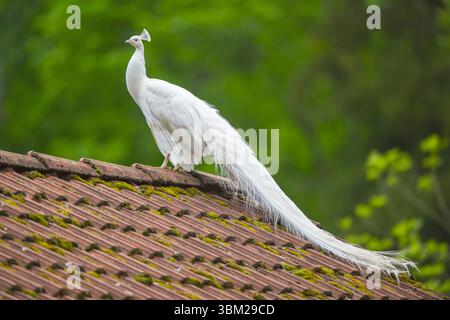 Gewöhnlicher Pfauz, indischer Pfauz, blauer Pfauz (Pavo cristatus), weißer Pfau auf einem Dach, Deutschland Stockfoto